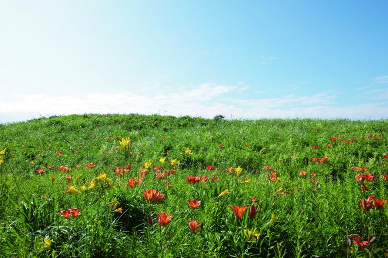 🌸 아바시리 국정공원 고시미즈 원생화원 (아바시리 코쿠테이코엔 코시미즈 겐세이카엔) 이미지 1